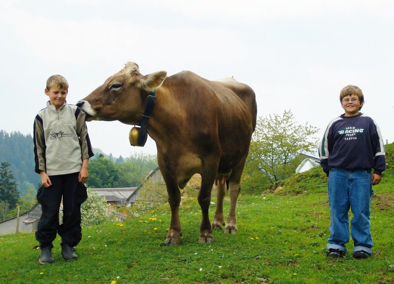Joel, 10, und Severin, 11, mit Kuh Röösli – Bild: SRF/​Alice Schmid