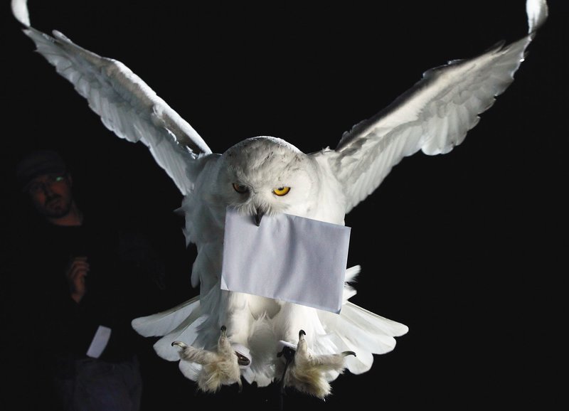Schnee-Eule «Hedwig» bei einem Test – Bild: SRF/​Terra Mater