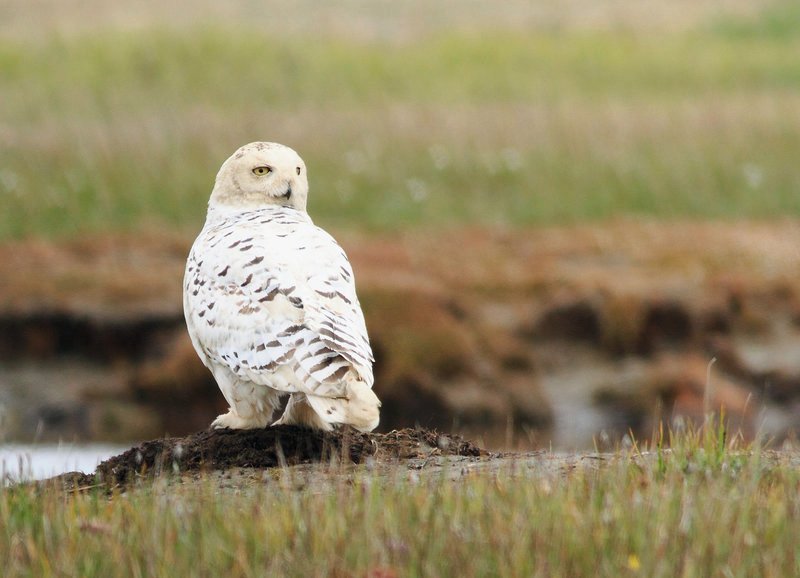 Schnee-Eulen-Weibchen – Bild: SRF/​Terra Mater