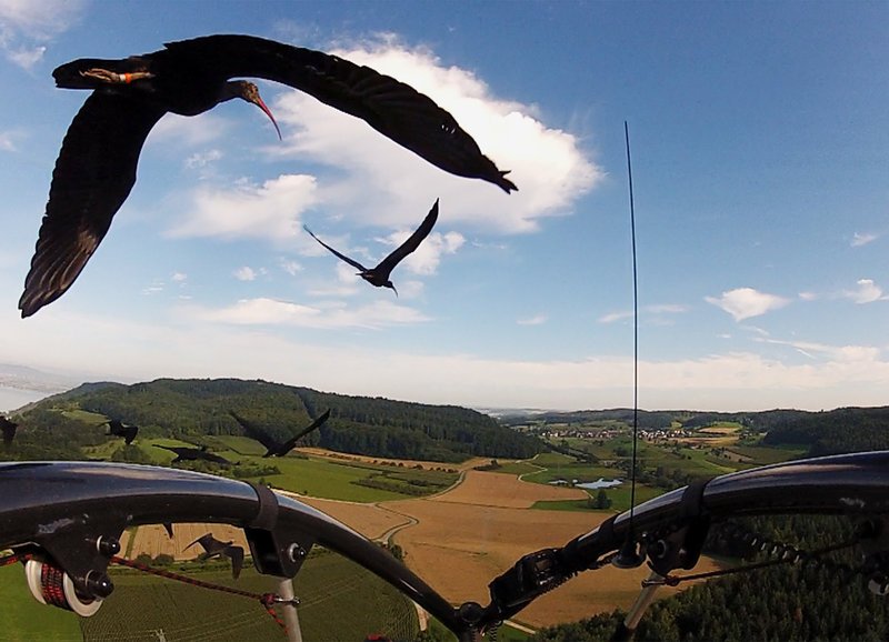 Flugtraining am Bodensee: Zoo-Waldrappe, vor 400 Jahren in Europa ausgerottet, lernen wieder fliegen. – Bild: SRF