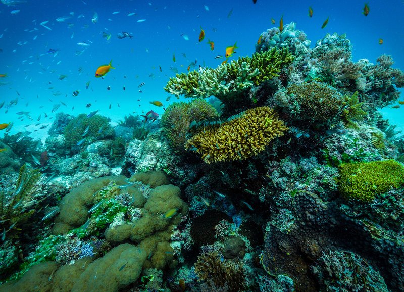 Korallenriff vor Mosambik – Bild: SRF/​Journeyman/​Matthias Klum