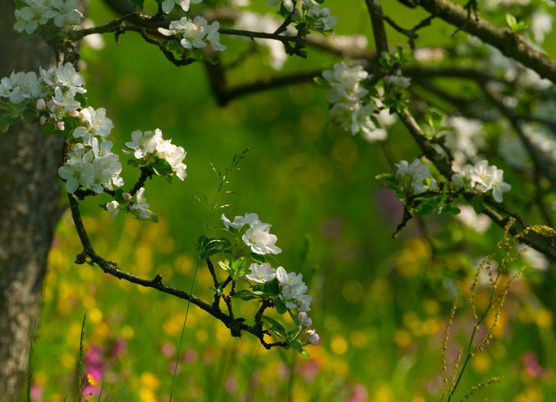 Der Frühling – Zeit des Aufbruchs
Staffel 1, Episode 2
Blütenpracht im Frühling – Bild: SRF1