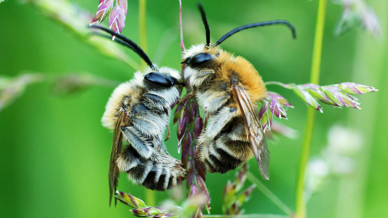 Biene Majas wilde Schwestern – Bild: SRF1
