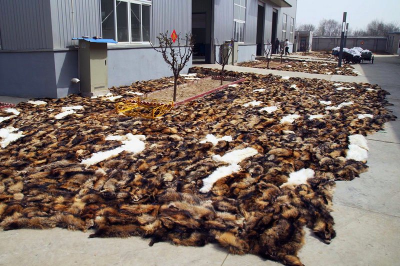 DOK: Luxusmode – Leiden für Edles
Die grösste Gerberei Chinas in Huasi verarbeitet bis zu 100’000 Felle pro Tag
SRF – Bild: SRF1