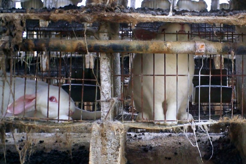 DOK: Luxusmode – Leiden für Edles Alltag in einer Pelztierfarm im chinesischen Linyi SRF – Bild: SRF1