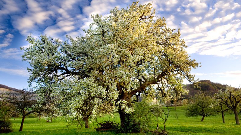 DOK Sonntag: Die Streuobstwiese
Blühender Apfelbaum
SRF/​Albatross/​Sailer Images – Bild: SRF1