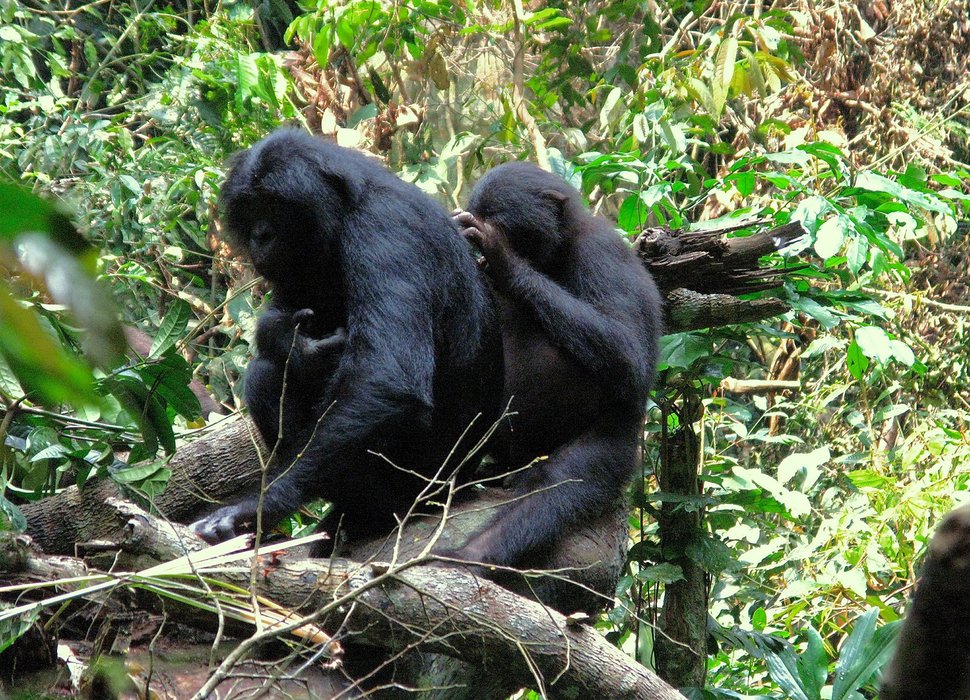 Bonobos bei der Fellpflege – Bild: SRF/ZDF