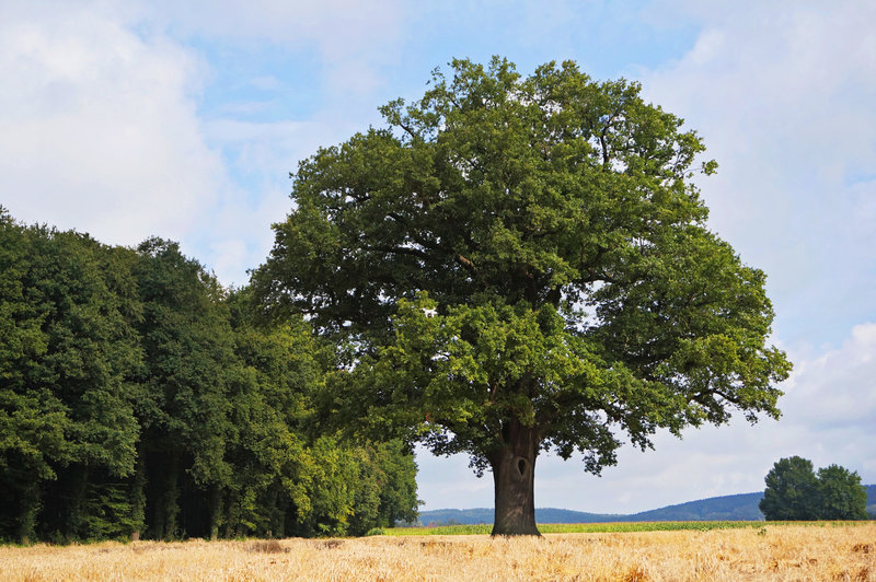 Ein Traum von Baum S01E02 Baumgreise und Stammhalter