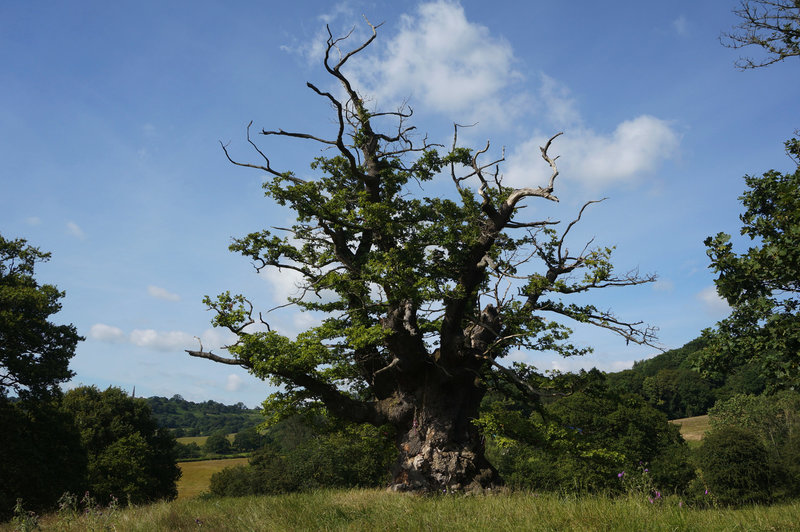 Ein Traum von Baum S01E03 Zeugen vergangener Zeiten