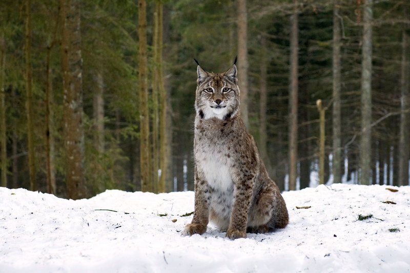 Der Luchs. – Bild: SWR/​Maria Wiesler