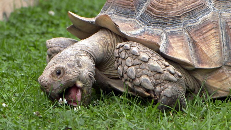 Tierisch Tierisch Sendetermine Tierisch Tierisch Sendetermine