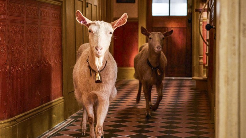 Skeldale House versinkt im Chaos – Bild: Courtesy of Playground Entertainment and MASTERPIECE