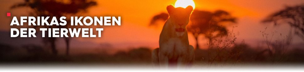 Afrikas Ikonen der Tierwelt