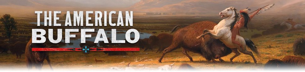 Der Amerikanische Bison Der Amerikanische Bison