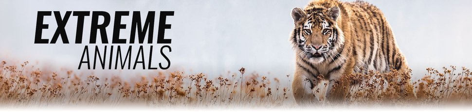 Extreme Animals