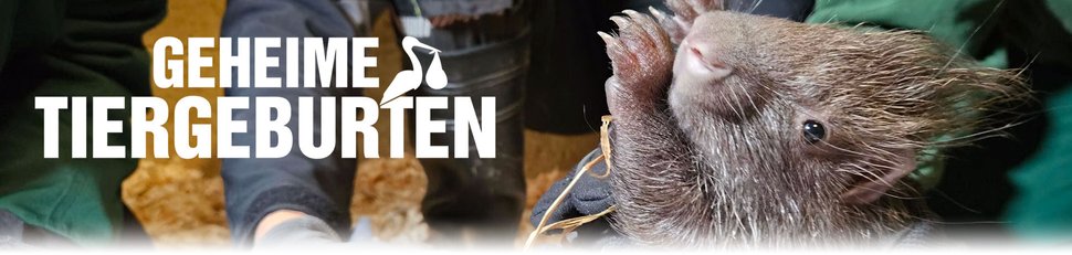 Geheime Tiergeburten