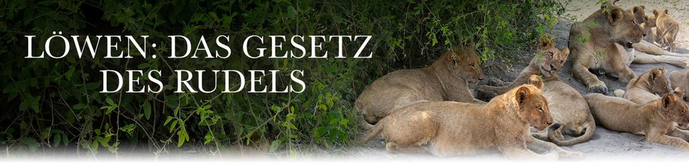 Löwen: Das Gesetz des Rudels