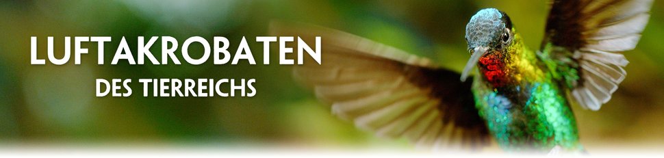 Luftakrobaten des Tierreichs Luftakrobaten des Tierreichs