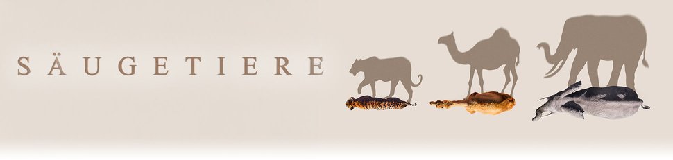 Säugetiere