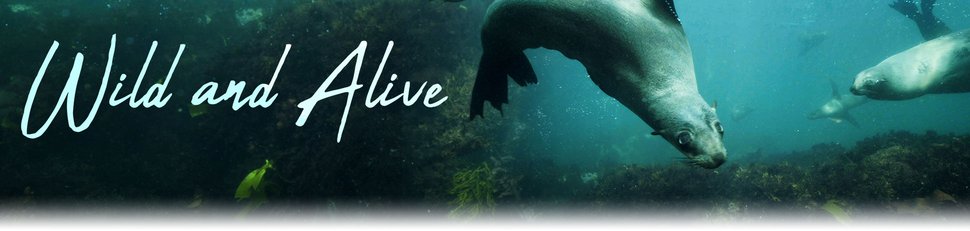 Wild and Alive