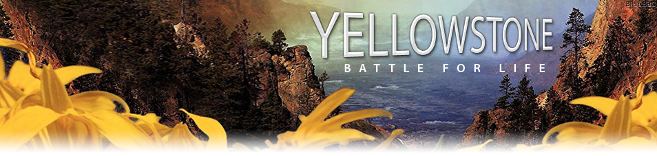 Yellowstone Serie Deutsch Yellowstone Serie Deutsch