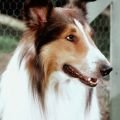 Anixe: "Lassie" in HD und geänderte Primetime – Familiensender kauft neue Programmpakete – Bild: Anixe HD