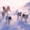 "Terra X" untersucht "Die Nordpol-Verschwörung" – War weder Peary noch Cook vor hundert Jahren der Entdecker? – Bild: ZDF/Tom Avery