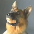 Schauspieler-Gagen auf den Hund gekommen – Bundesverband strebt Sockelbetrag an – Bild: YouTube Schauspieler-Gagen auf den Hund gekommen – Bundesverband strebt Sockelbetrag an – Bild: YouTube