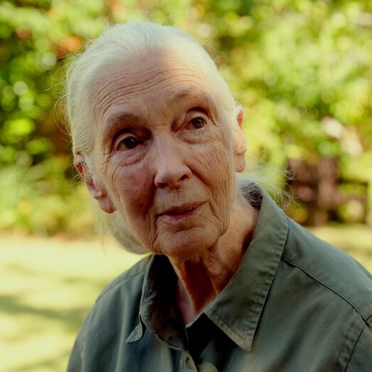 Jane Goodall – Bild: ZDF/Alexander Hein