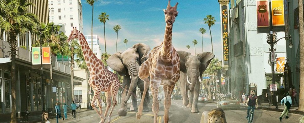 Auch freigekommene Zoo-Tiere tragen im Auftakt der fünften Staffel von „9-1-1 Notruf L.A.“ zum Chaos bei – Bild: FOX