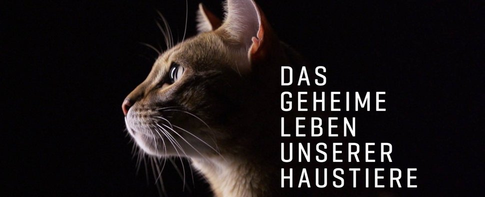 VOX erforscht "Das geheime Leben unserer Haustiere" – Neue Tierdokureihe am Samstagvorabend – Bild: TVNOW