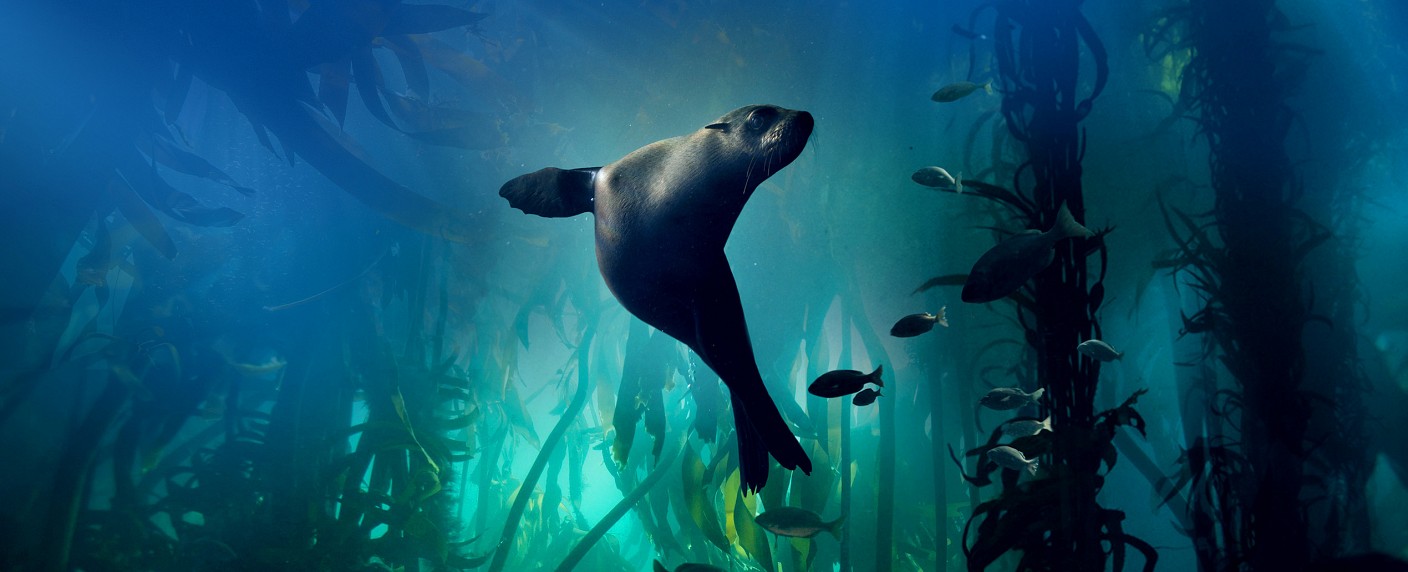 „Der Blaue Planet“: Aufwendige BBC/​WDR-Meeresdoku ab Februar im Ersten – Mega-Projekt von James Honeyborne mit Musik von Hans Zimmer – Bild: WDR/​BBC/​Lisa Labinjoh/​Joe Platko