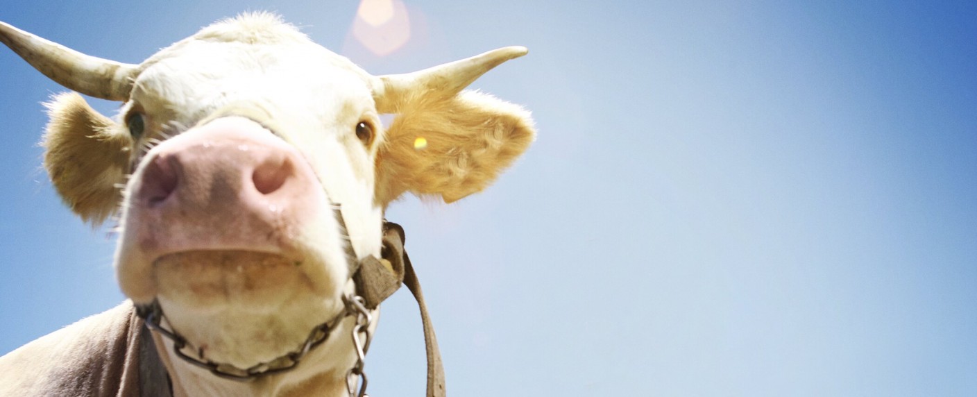 ProSieben bringt „Die Alm“ nach zehnjähriger Pause zurück – Sender reagiert auf Trash-TV-Boom – Bild: ProSieben/​Arne Weychardt