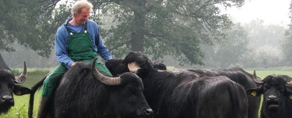 „Die Büffelranch“: Tino Bullmann und seine Wasserbüffel – Bild: ZDF
