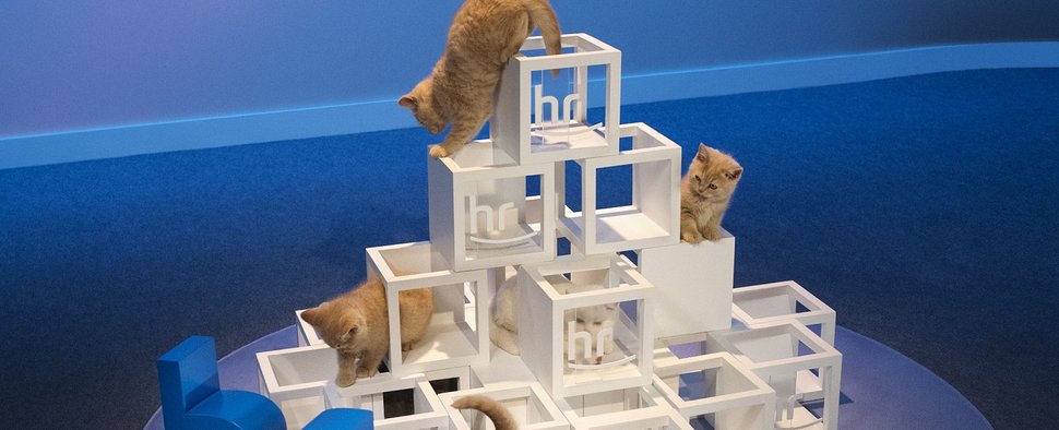 Die neuen hr-Pausenkatzen – Bild: hr/Andreas Frommknecht