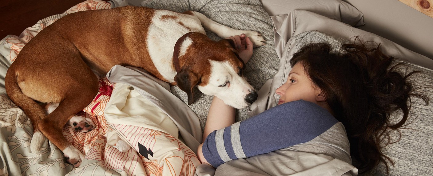 ABC setzt „Downward Dog“ nach einer Staffel ab – Hunde-Comedy sucht nach neuem Zuhause – Bild: ABC