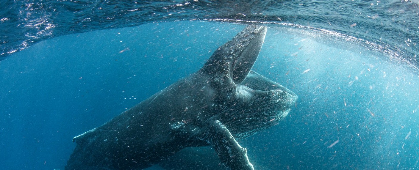 „Unser Planet“: Netflix lockt mit Trailer zur aufwendigen Natur-Doku-Reihe – Vier-Jahres-Projekt wird im April veröffentlicht – Bild: Steve Benjamin/​Silverback Films