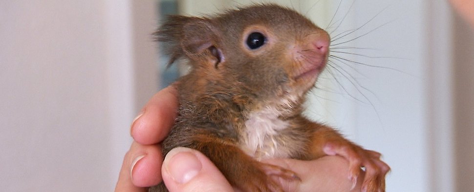 Ein Eichhörnchen-Baby – Bild: VOX/Fandango