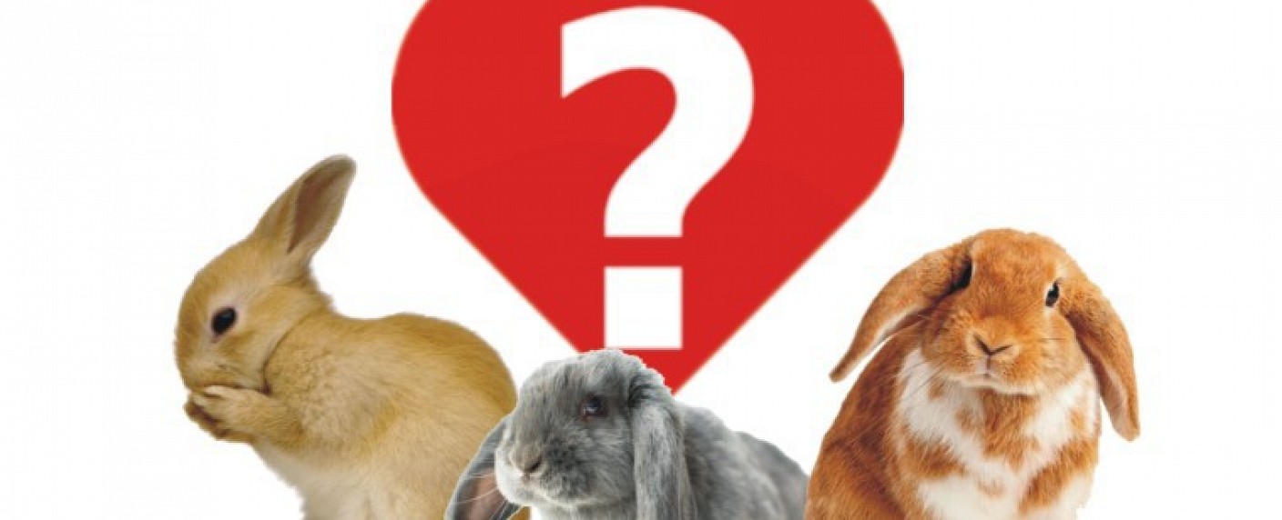 „Falscher Hase“: RTL startet neue Datingshow mit Ruth Moschner – Single-Frau muss potenziellen Traumpartner ausfindig machen – Bild: Endemol Shine Germany