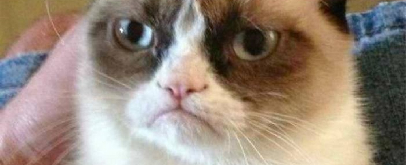 Internet-Star Grumpy Cat krallt sich Kinodeal – Auf TV-Auftritte folgt Film im „Garfield“-Stil – Bild: grumpycats.com