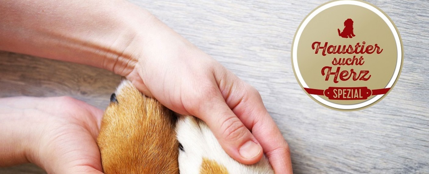 Sat.1 Gold veranstaltet großen Live-Tiervermittlungsabend – „Haustier sucht Herz“-Sondersendung im August – Bild: Sat.1 Gold
