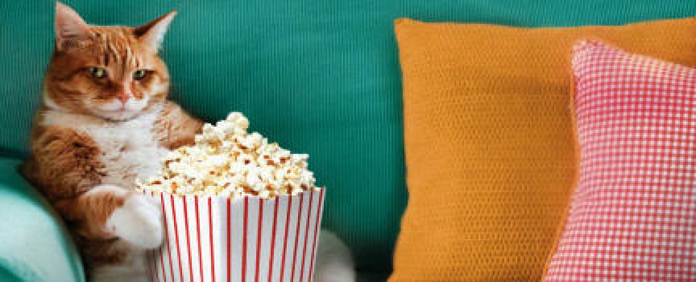 Einsfestival macht was mit Katzen – Ein Katertag zum Vatertag – Bild: WDR