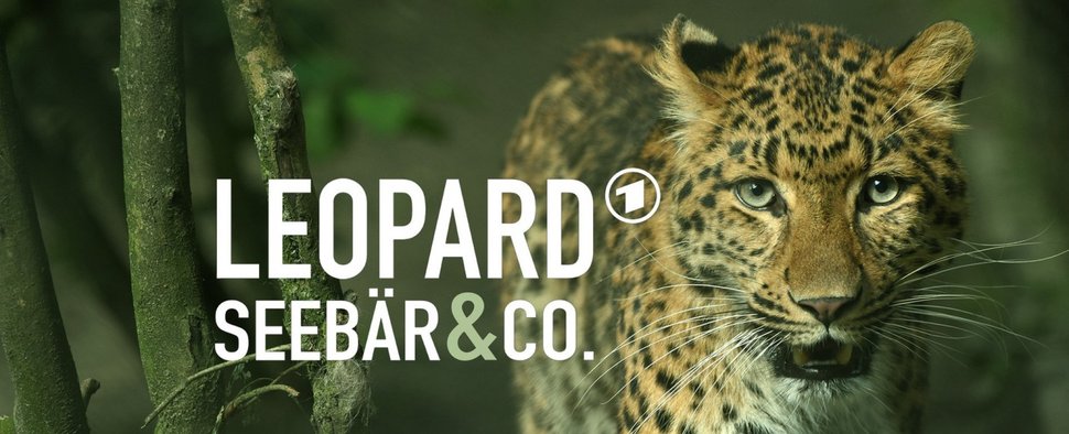 Zoo-Doku-Überraschung: "Leopard, Seebär & Co." wird fortgesetzt – NDR zeigt vorerst drei neue Folgen im Dezember – Bild: NDR