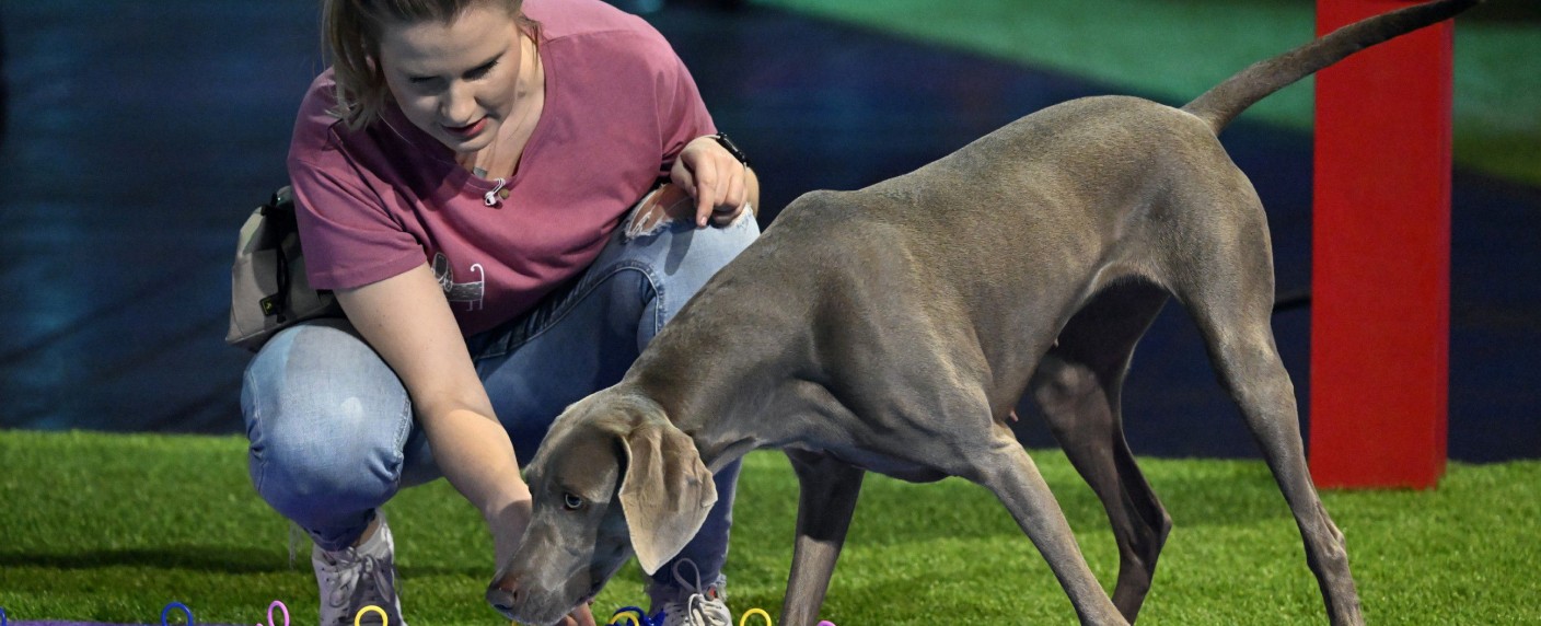 RTL lässt neue Staffel von „Top Dog Germany“ von der Leine – Frank Buschmann und Jan Köppen moderieren, Laura Wontorra ist raus – Bild: RTL/​Markus Hertrich
