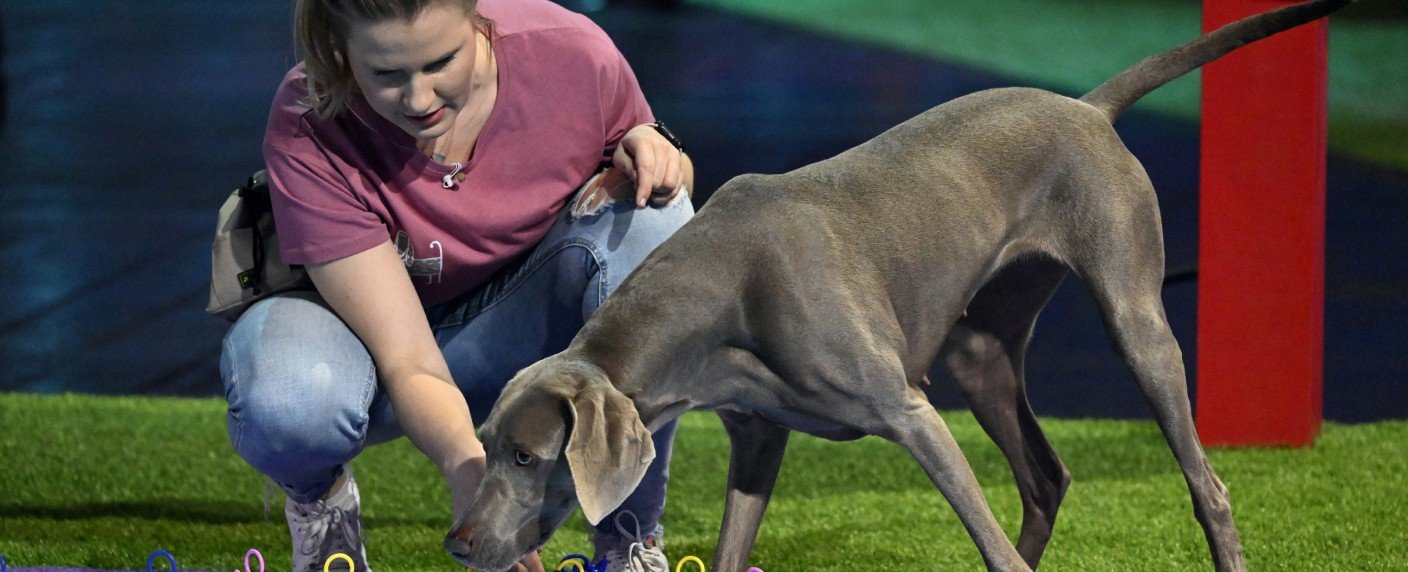 RTL lässt neue Staffel von „Top Dog Germany“ von der Leine