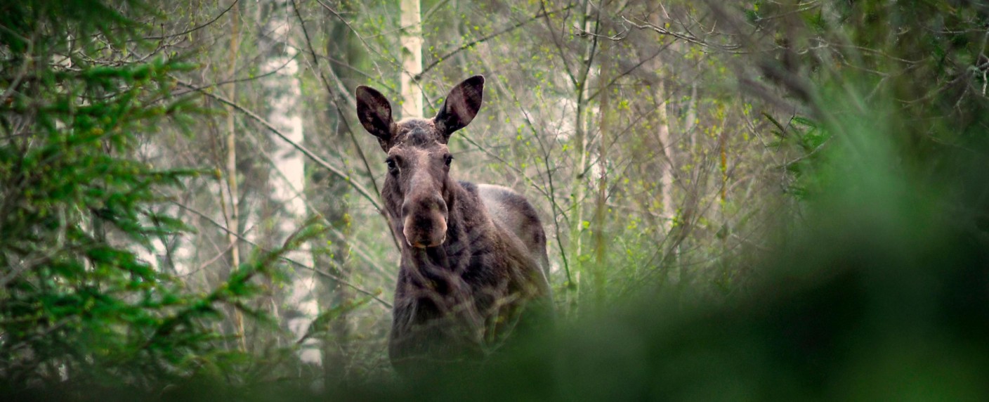„Die große Elchwanderung“ oder Schweden-Wochen bei RTL+ – Live-Stream soll zur schwelgenden „Slow-TV-Sensation“ werden – Bild: RTL/​Anders Strömquist