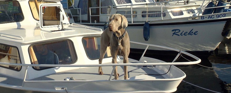 Rüde „Lord“ in „mein Hund, Dein Hund“ – Bild: VOX / Imago TV Rüde „Lord“ in „mein Hund, Dein Hund“ – Bild: VOX / Imago TV