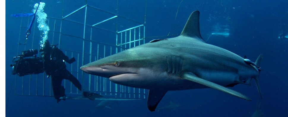 „Shark Night – Allein unter Haien“ – Bild: RTL Nitro