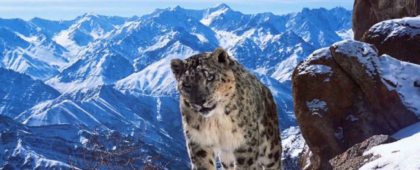 Sir David Attenborough moderiert „Planet Earth II“ – Ko-Produktion von BBC und ZDF auf der Zielgeraden – Bild: BBC