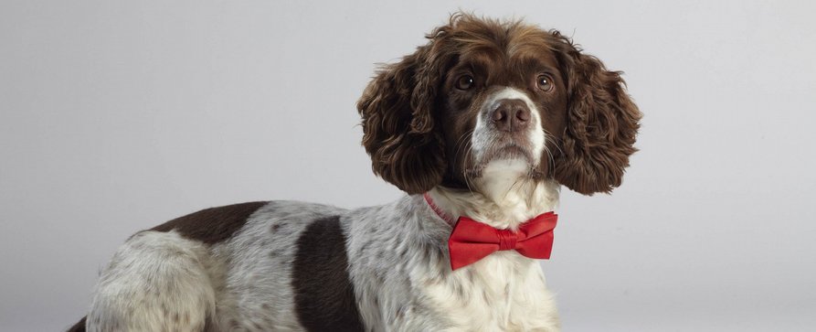 „Top Dog Model“: Sixx zeigt Modelshow für Hunde – Dem Sieger winkt ein Werbespot für Putzmittel – Bild: 12 Yard Productions/​ITV